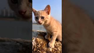 cat video ! cat voice ! cat sound ! cat meowing #shorts #short #youtubeshorts #tranding  #cat #cats