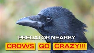 Very Angry Loud Murder Of Crows Protects Nest From Predator (Starts At 2:10)