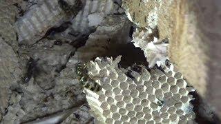 Look Inside a Huge Active Wasp Nest as it is Slowly Destroyed