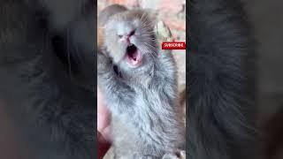 只是亲了小兔子一口，小兔子一副不想活的样子，兔子：我不干净了~ #pets#animals #cute