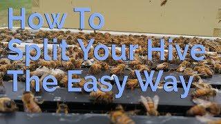 How To Split Your Beehive The Easy Way