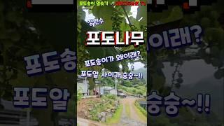 포도나무 - 포도알이 콱차지 않았네 그럼 이렇게 하지~!! #포도 #정원수 #포도나무