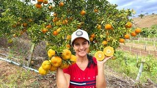 Tour por tudo que estamos produzindo agora no sítio, frutas e legumes