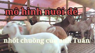 mô hình nuôi dê nhốt chuồng của anh Tuấn ở thị trấn Tân Phú @hiepde