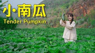 Pick a tender pumpkin and cook up the full flavor of summer’s warmth and simplicity 【叫我阿霞Channel】