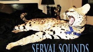 CUTE SERVAL SOUNDS!!