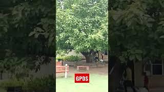 amazing tree  #shorts #tree #amazingtrees #treesGardening point ds,