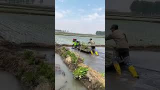 Transplanting season # Sannong # Rural life can also be full of poetry # Wheat fields #rogator