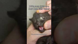 Ming was like, “don’t hurt my baby!” #pov #newbornkittens #cat #shorts