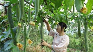 Picked a basket of loofahs and made some delicious farm-style loofah dishes【YuXioxiang】