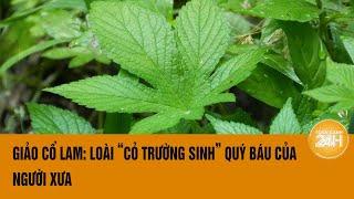 Giảo cổ lam: Loài “cỏ trường sinh” quý báu của người xưa | Toàn cảnh 24h