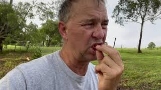 The Guava (cherry) Farming Amaphupho