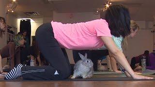 Yoga class with a bunny: It's a thing