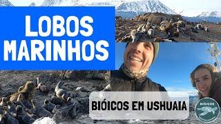 Lobos Marinhos  - Bióicos em Ushuaia #2