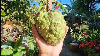 Melbourne Grown Cherimoya vs Custard Apple Comparison + American Pawpaw Update