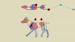 quadruped locomotion