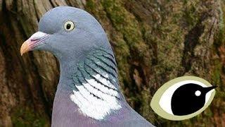 BTO Bird ID - Pigeons