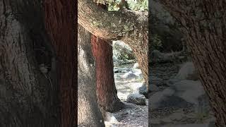 Kalash people graveyard qabarstan