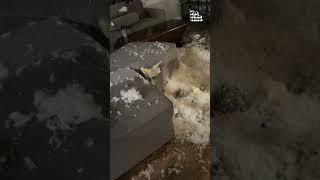 Person Comes Home To CHAOS Caused By Pets