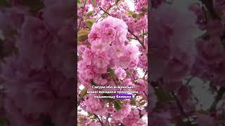  АЛЕЯ САКУР У ЛУЦЬКУ