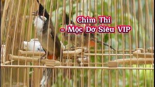 16.11 - Chim Thi Sẵn Chơi - 7 Mộc Dở VIP Mời AE Đào Tạo Bộ Đẹp Nết Hay Toàn Diện