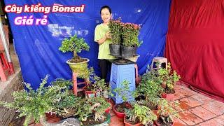 Cây kiểng Bonsai nhiều loại giá rẻ bao phí ship..12/03 0794851512.Ngọc-Hân