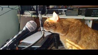 Live Shortwave radio Stream October 19th 2024