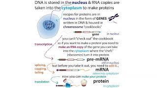 Nonsense-Mediated Decay (NMD), NonStop Decay, & No Go Decay (mRNA surveillance pathways)