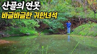 보기 어려운 녀석을 산속 연못에서 주워담았어요