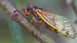 Periodical Cicadas Overrun the Forest | Planet Earth | BBC Earth