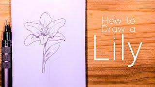 How to Draw a Lily : Step by Step for Beginners