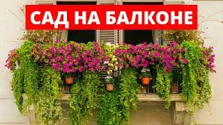 Сад на Балконе. Какие цветы подойдут для вашего балкона!