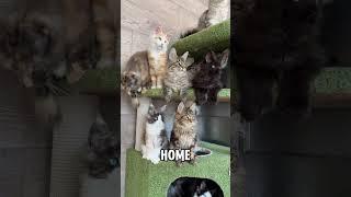 Thinking of getting a Maine Coon kitten?