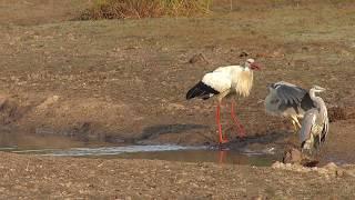 Vroege Vogels - Ruzie bij de waterpoel