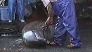 Abschlachten von Delfinen in Japan - Teil I / Dolphin Massacre in Japan