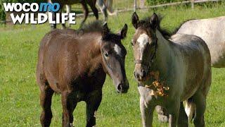 Destined for greatness: The Lipizzaner horses of Piber Castle