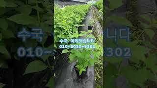수국 예약받습니다 #라임라이트 #garden #나무심기 #수국 #목수국 #나무