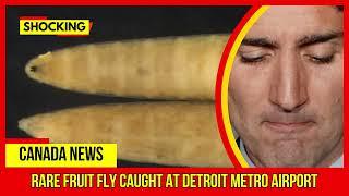 SHOCKING.. Rare fruit fly caught at Detroit Metro Airport Latest Canada News At CTV News