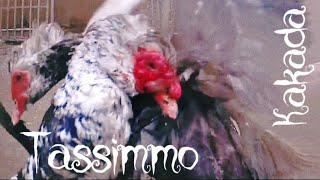 Ducks Duel – Muscovy Drakes Wrestling! Feathers Fly, No Rules! 