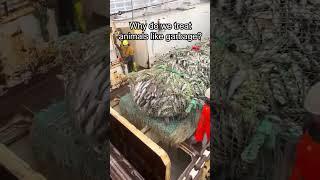 Why do we treat animals like garbage? 