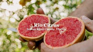 Rio Citrus Grapefruit | Tree-Ripe Fruit Co.