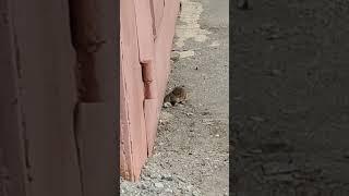 rat