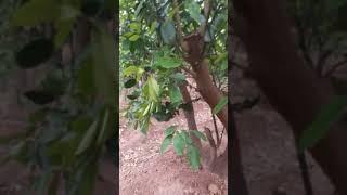 PHÂN BIỆT BƯỞI DIỄN, Cam Canh CHUẨN Qua Quả và Lá Cây, CÁCH CHỌN GIỐNG CHUẨN: 096.239.2038
