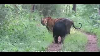 DYANEMIC FIGHTING TIGER VS BEAR IN RANTHAMBHOR NATIONAL PARK