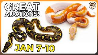 Great Ball Python Auctions for Our First Live of 2025! - JAN 7-10