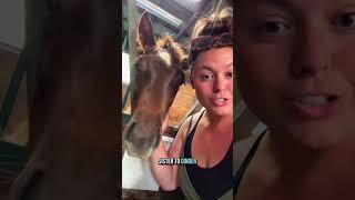 Let’s meet ALL of my baby foals! #babyhorse #babyanimals #aqha