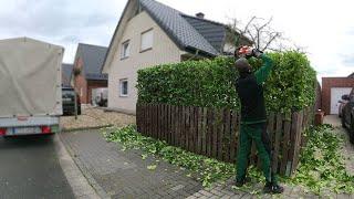 Kustorez. Laurel Hedge cutting!