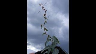 The Amazon Jungle Vine - Cissus amazonica