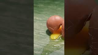 Bite-Sized Jokes: Why Don’t Eggs Tell Jokes_ 