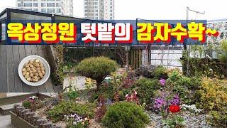 [집 이야기]우리 집 옥상정원 텃밭의 감자수확~/